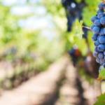 Nova pravila u mjeri Restrukturiranje i konverzija vinograda