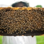 Pčelarski program za razdoblje od 2020. – do 2022.: Povećana alokacija sredstava za više od 40%